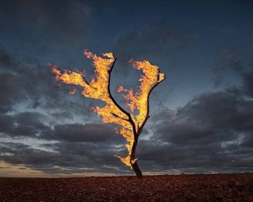 Árvore em chamas sob um céu escuro evoca a destruição pelas queimadas na Amazônia e o contraste entre a beleza da imagem e a violência ambiental.