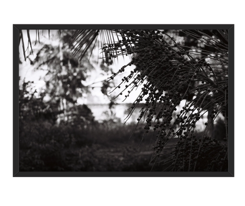Flora